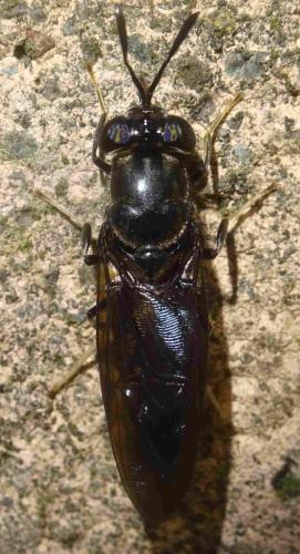 Réf. 354 798 : Hermetia illucens